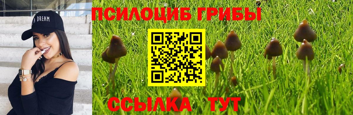Богородицк  Галлюциногенные грибы Psilocybine cubensis  Вход с VPN 